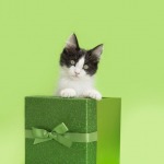 Black and white kitten sitting inside of a green glittery gift box for Christmas holiday, green background.