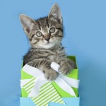 Brown tabby kitten sitting inside a blue and green tiny gift box with white bow and striped nametag, blue background.