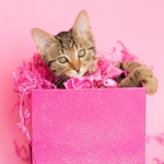 Brown tabby in a pink birthday present, pink background.