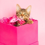 Brown tabby in a pink birthday present, pink background.