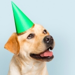 Yellow Labrador Retriever Puppy Dog wearing a green birthday party hat Blue background
