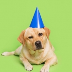 Yellow Labrador Retriever Puppy wearing a blue birthday party hat green background.