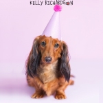 Dachshund Puppy dog wearing Birthday party hat, purple background.