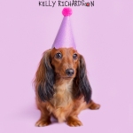 Dachshund Puppy dog wearing Birthday party hat, purple background.