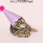 Brown tabby kitten wearing birthday party hat, pink background