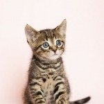 Brown tabby kitten sitting alone on a pink background