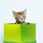 Tiny brown tabby kitten playing in a gift box, light blue background.