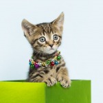 Tiny brown tabby kitten playing in a gift box, light blue background.