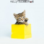 Tiny brown tabby kitten playing in a yellow gift box, light blue background.