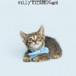 Tiny brown tabby kitten wearing a blue bow tie, light blue background.