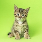 Small brown tabby kitten sitting upright looking at camera on green background.