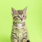 Small brown tabby kitten sitting upright looking at camera on green background.