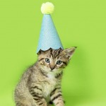 Small brown tabby kitten sitting upright wearing a blue party hat on green background.