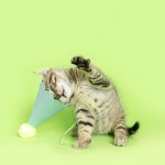 Small brown tabby kitten sitting upright wearing a blue party hat on green background.