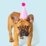 French Bulldog Puppy Photoshoot
