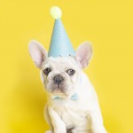 White French Bulldog Birthday