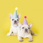 Two French Bulldogs wearing Birthday hats
