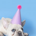 French Bulldog Birthday hat