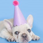 White french bulldog wearing a birthday hat