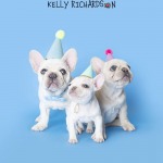 Two White French Bulldogs wearing birthday hats