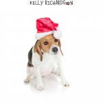 Beagle named Lucy on white background