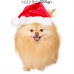 Dudley Orange Pomeranian Wears a Santa hat