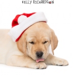 Puppy wearing santa hat, white