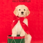 Golden Retriever Puppy christmas drum