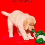Golden Retriever Puppy pulling and playing with green garland, christmas