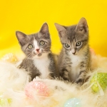 Easter Kittens on yellow