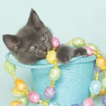 Gray Kitten Blue Bucket Spring