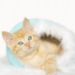 Orange Tabby Kitten inside easter egg on white