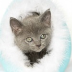 Gray Kitten inside easter egg on white