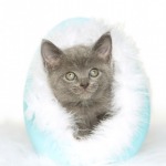 Gray Kitten inside easter egg on white