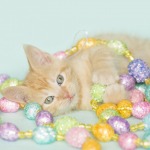 Orange Tabby Kitten playing with easter garland decoration