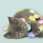 Gray Kitten Playing in Easter Garland Blue background