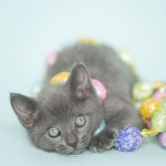 Gray Kitten Playing in Easter Garland Blue background