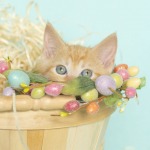 Orange Tabby Kitten inside natural colored light wood basket with straw, blue background.