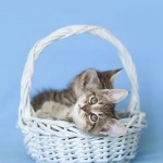 Twin Hemingway kittens insdie a pale blue easter basket