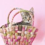 Brown tabby kitten inside a woven straw basket playing, pink background.