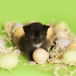 Newborn Kittens green easter basket