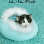 black and white kitten inside a blue easter egg on blue rug