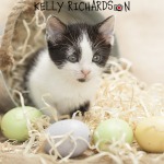 Kitten with easter eggs and metal bucket with straw