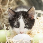 Kitten with easter eggs and metal bucket with straw