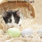 Kitten in wood  easter basket with eggs