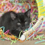 Kitten playing in colorful basket with crinkle paper