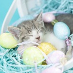 Easter Bunny Kitten