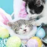 Easter Bunny Kitten