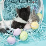Black and white spotted kitten in Easter Basket
