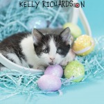 Black and white spotted kitten in Easter Basket